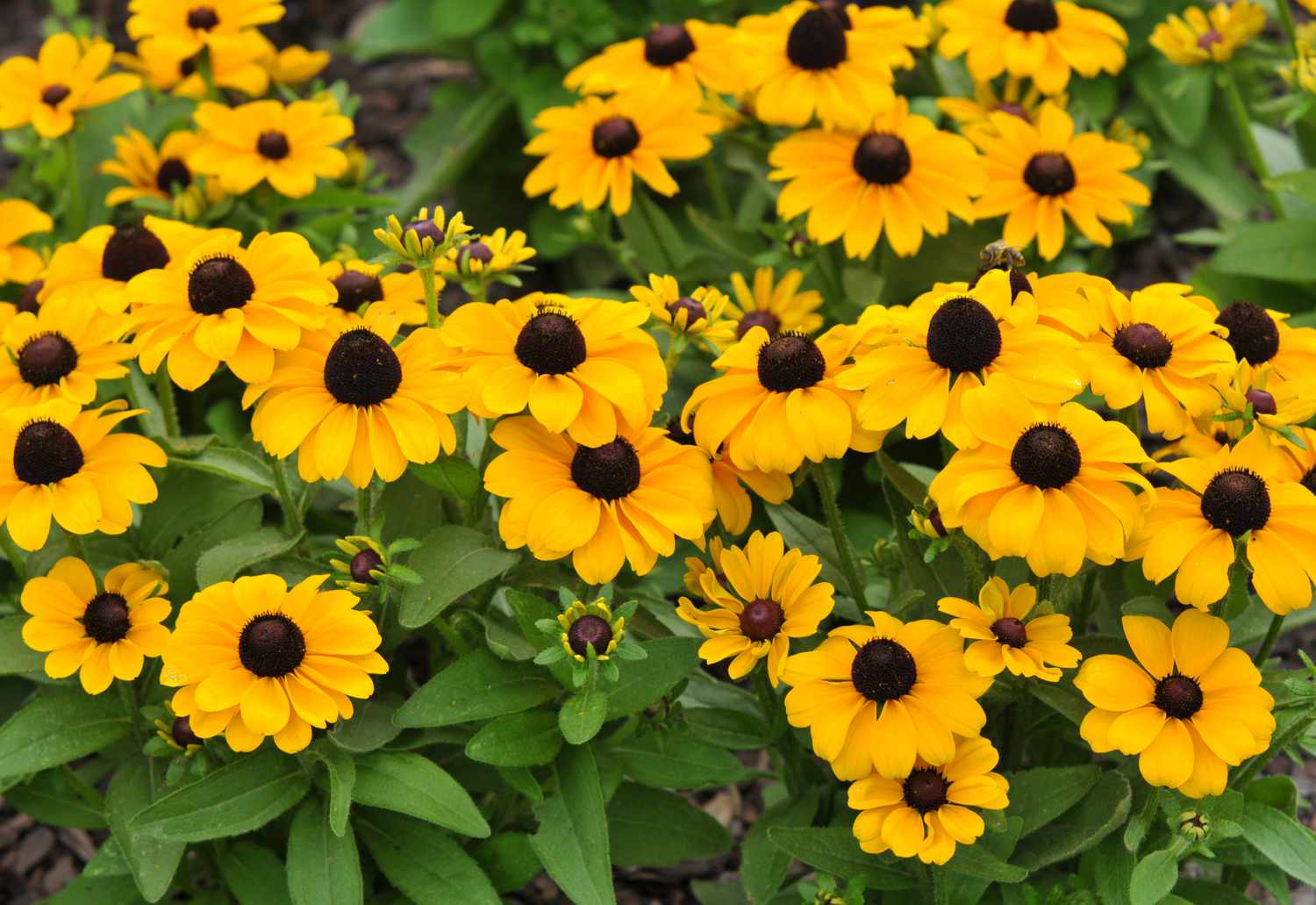 Plantas de susan de ojos negros con pequeñas flores amarillas y capullos