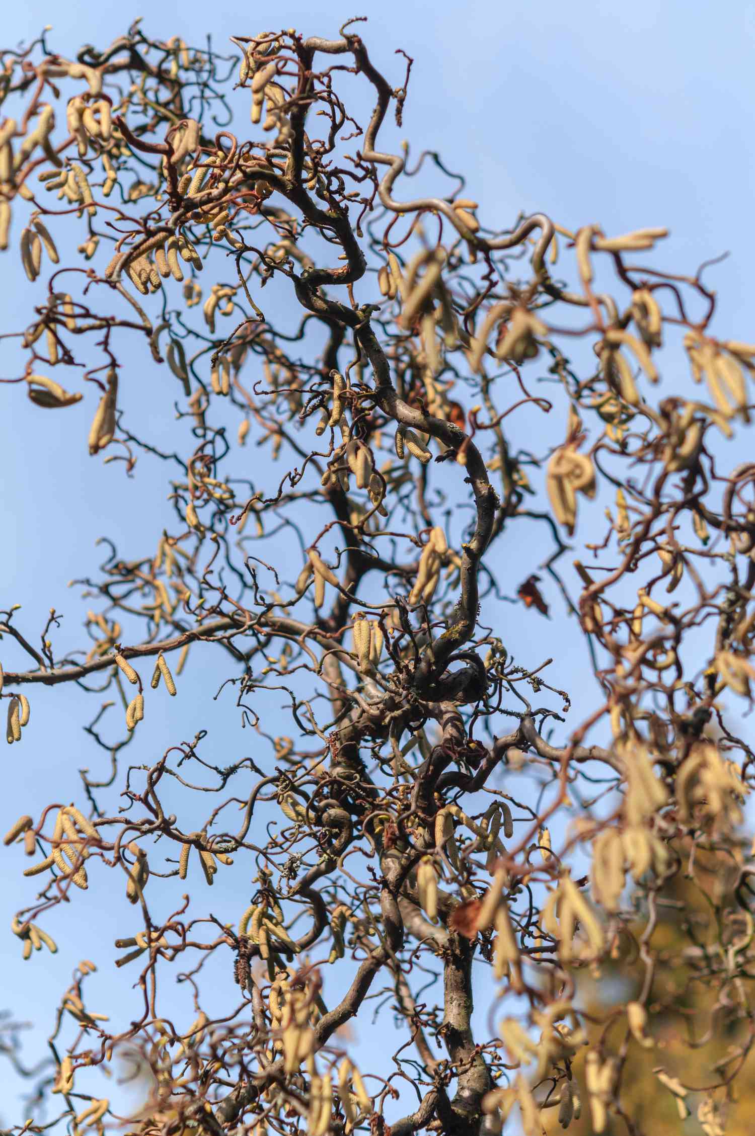 Harry lauder's walking stick with twisted branches extending to blue sky