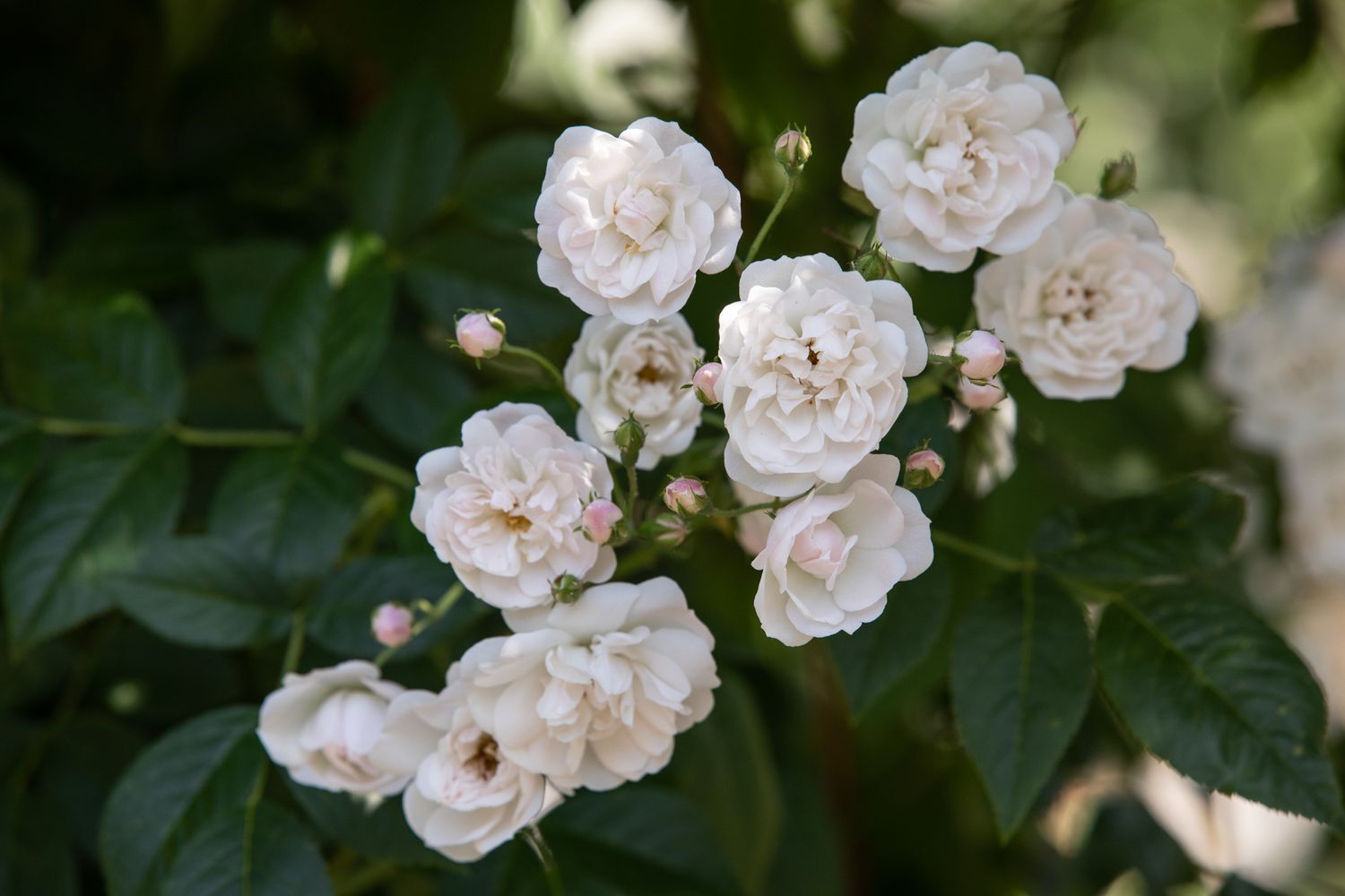 Pequenas rosas brancas com pétalas franzidas e pequenos botões agrupados na sombra