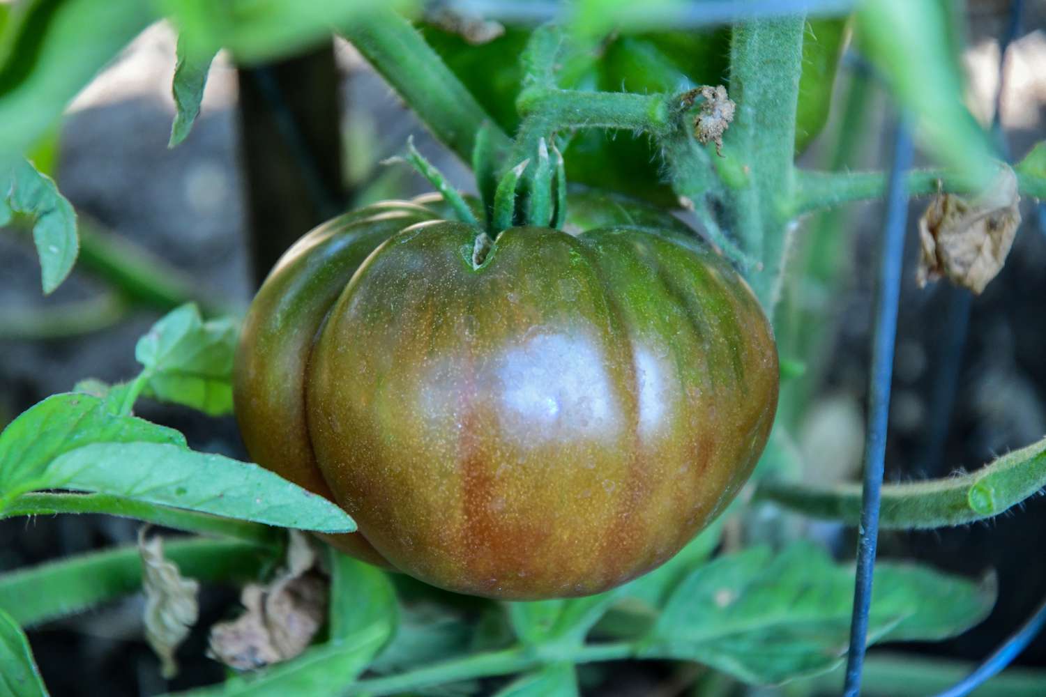 Cherokee Purple heirloom tomato