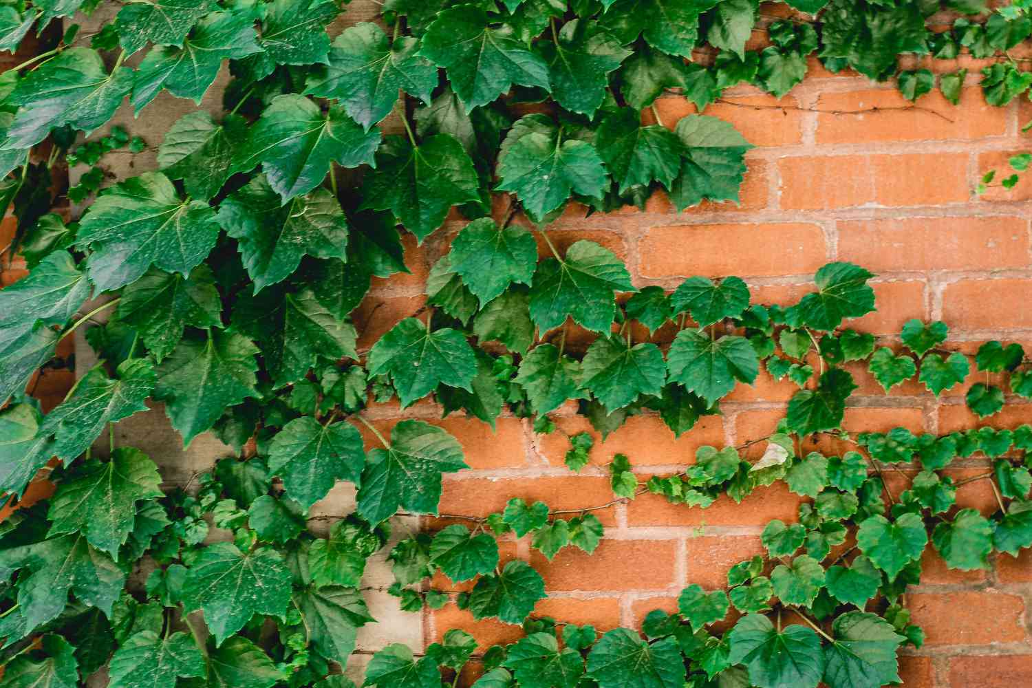 Boston Efeuranke mit dunkelgrünen Blättern klettert an einer Backsteinmauer