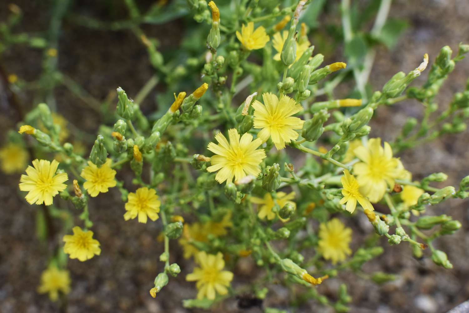 Kleine gelbe Blüten und Knospen an einer Salatpflanze mit Samen