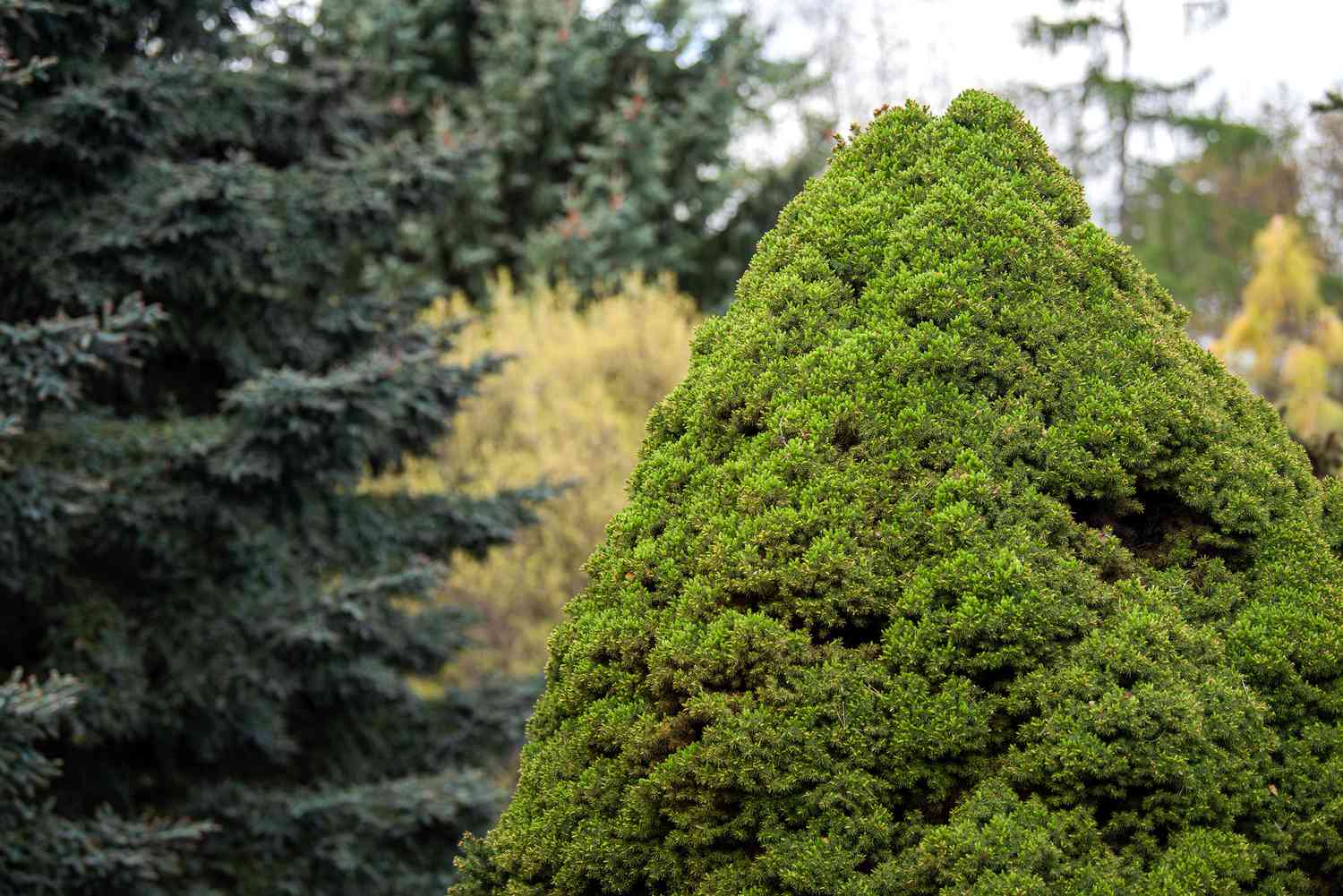 Árvore anã de abeto de Alberta aparada em formato piramidal