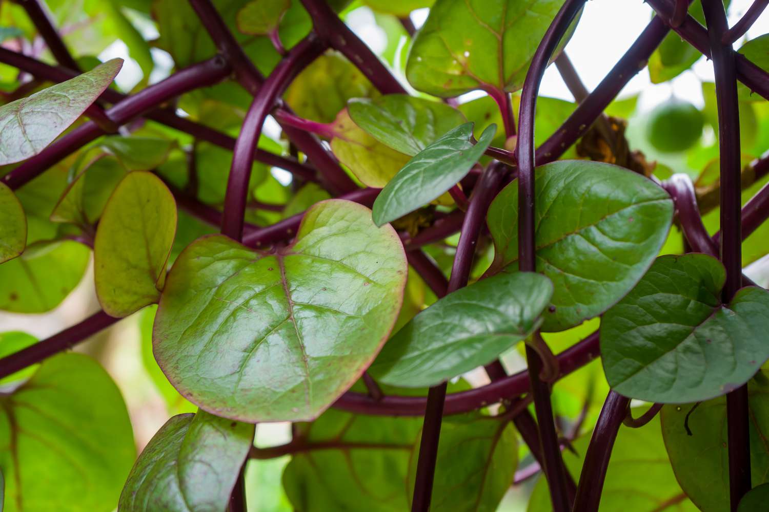 Red malabar spinach (Basella rubra)