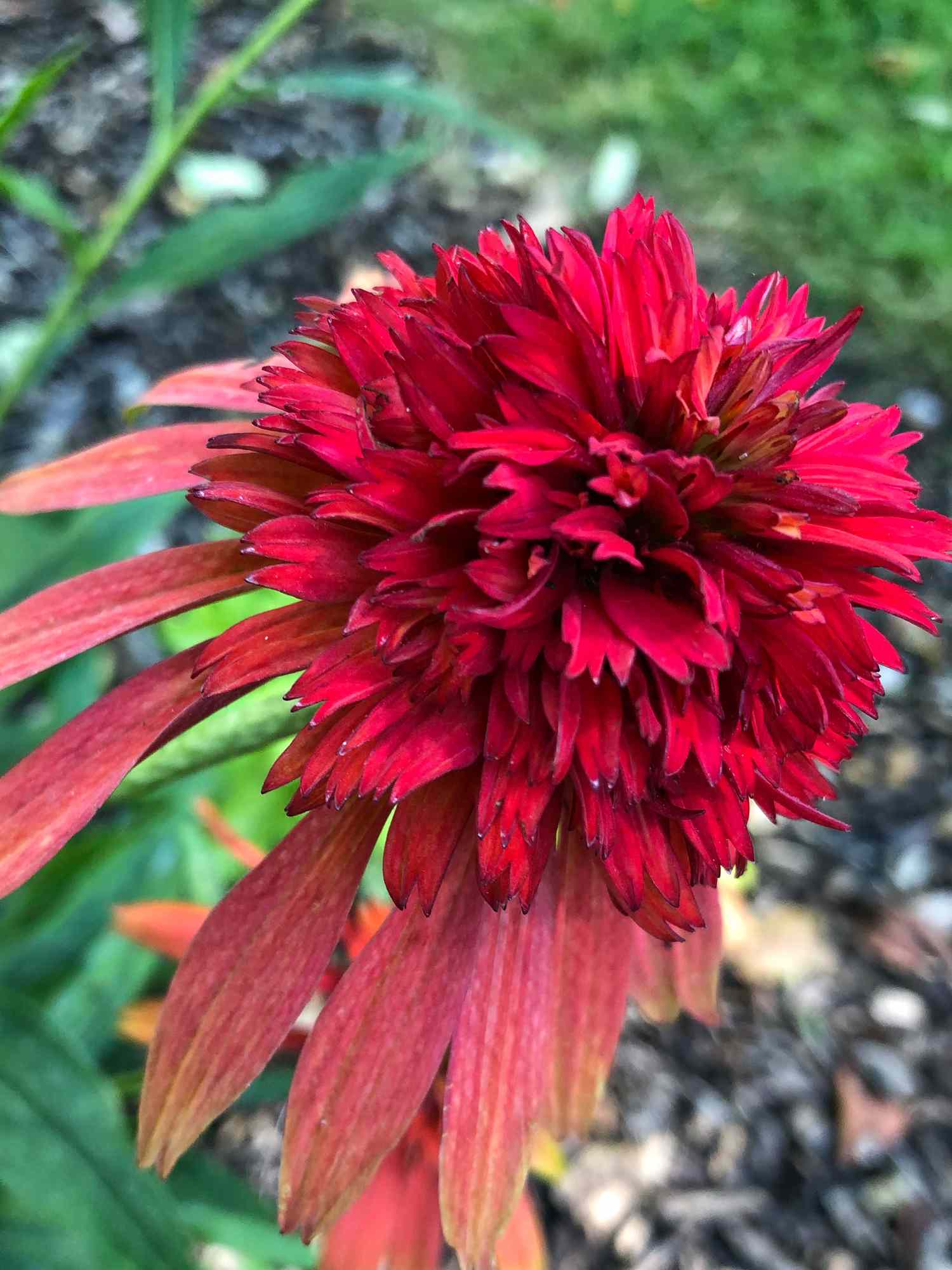 Hot papaya coneflower