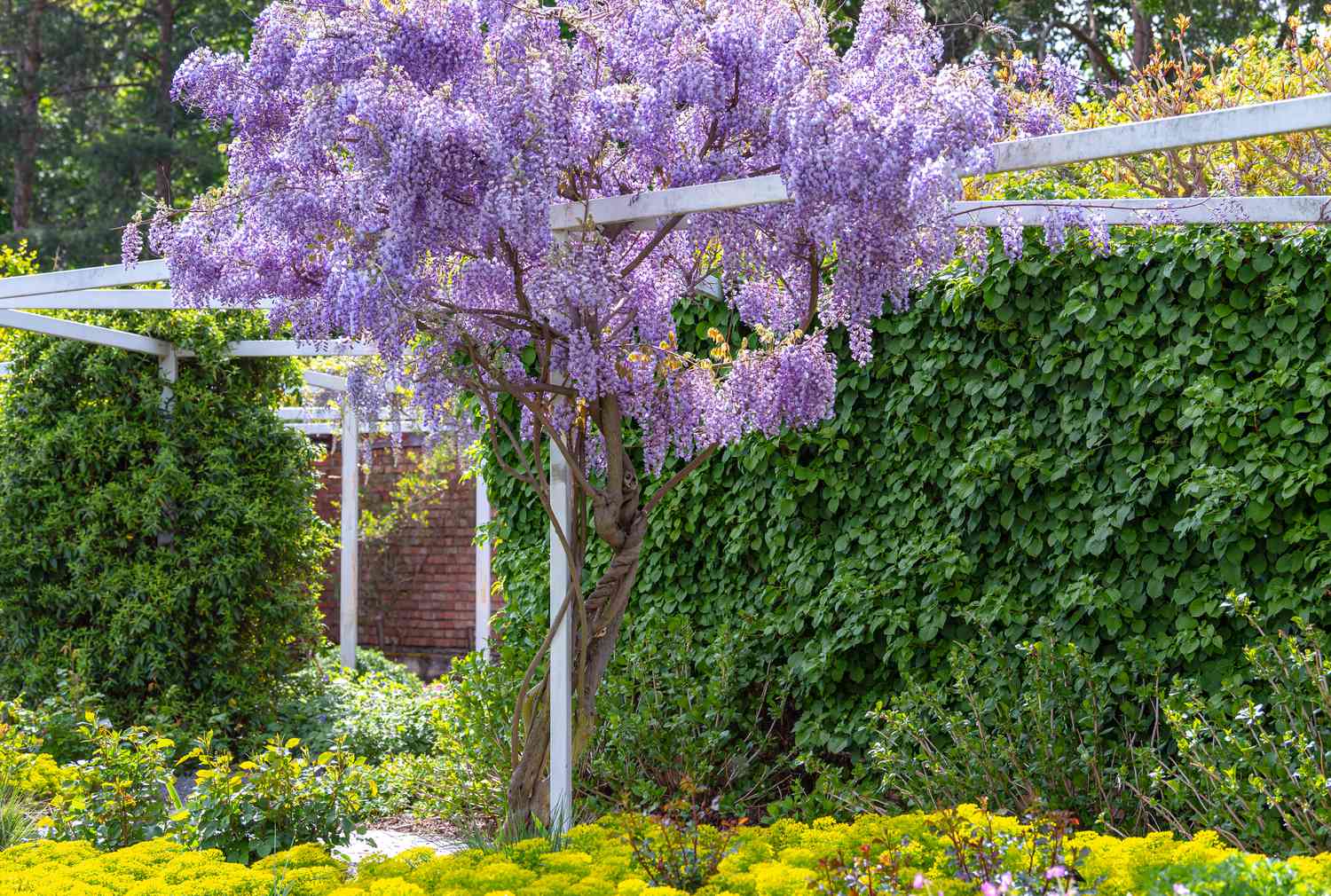 Chinesischer Glyzinienbaum im Garten