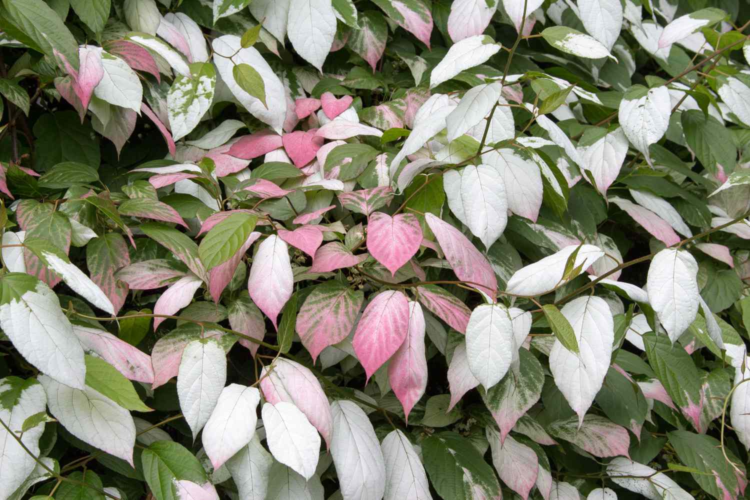 Actinidia colomicta es una hermosa planta con hojas variegadas de color rosa y verde.