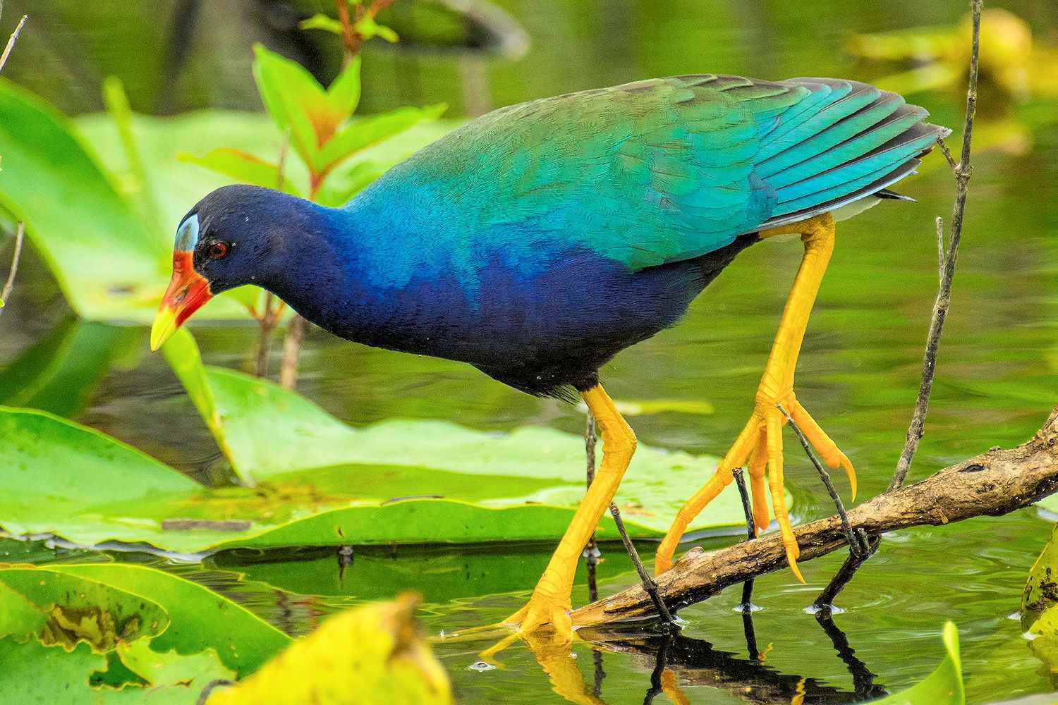 Gallinule pourpre