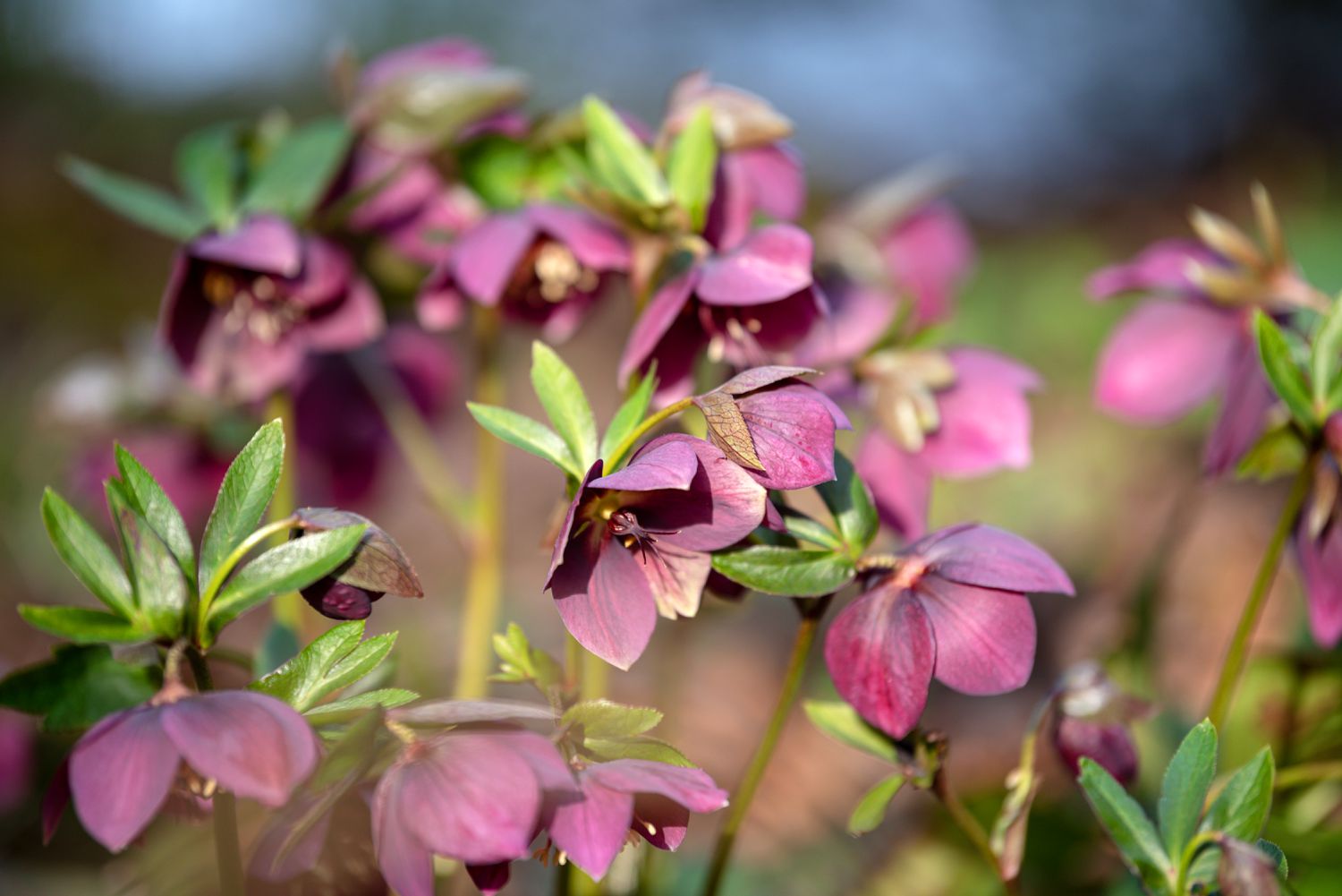 Hellebore-Pflanze mit rosa-violetten Blüten auf dünnen Stielen