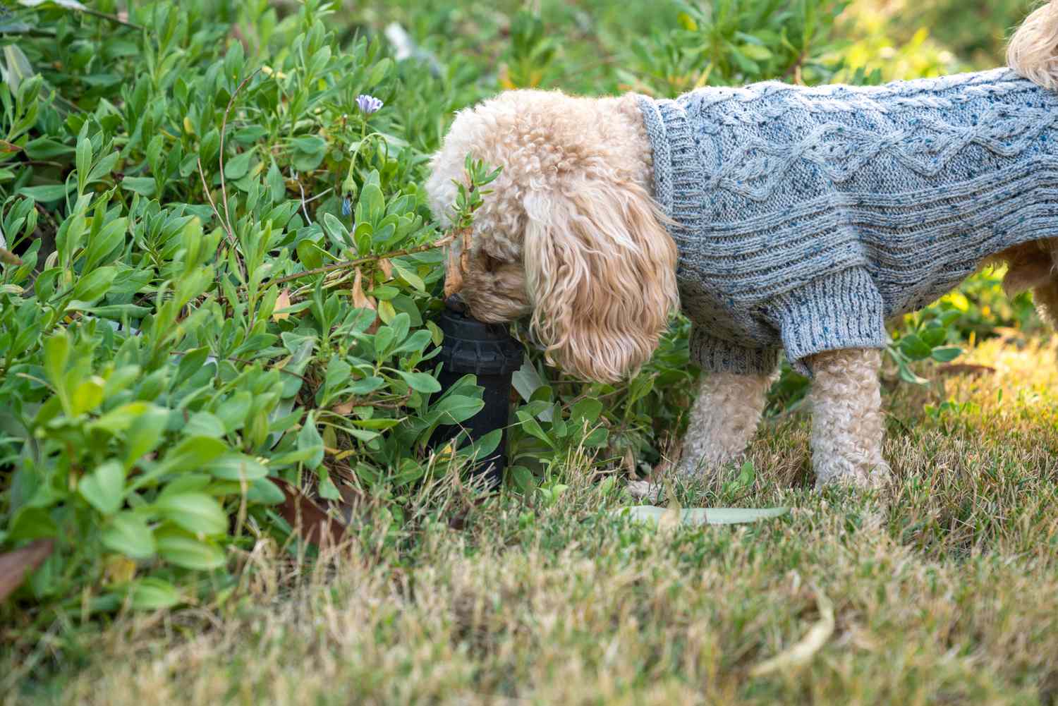 dispositivo para repelir cães