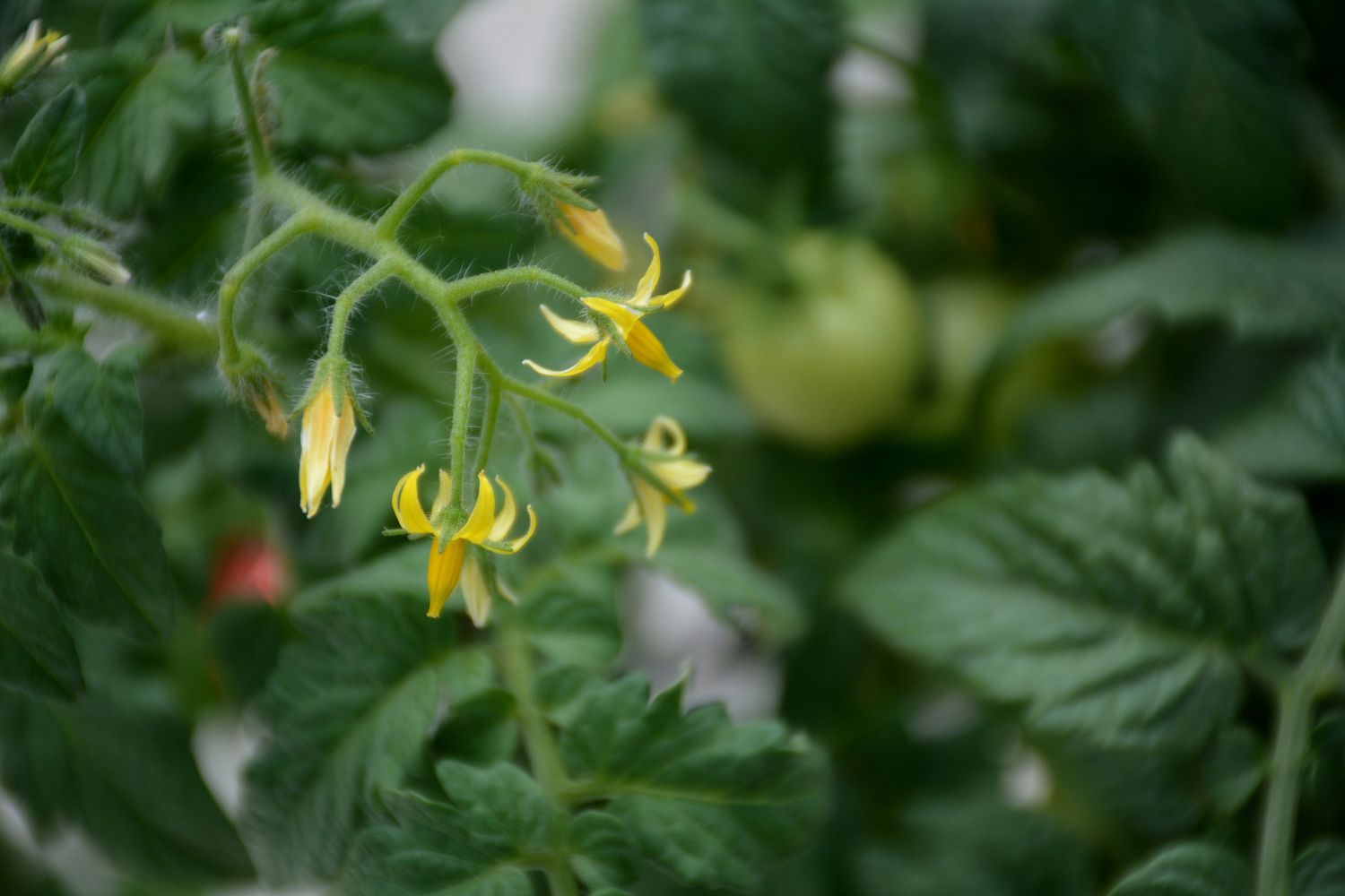 15 Tomatensorten zum Anbauen