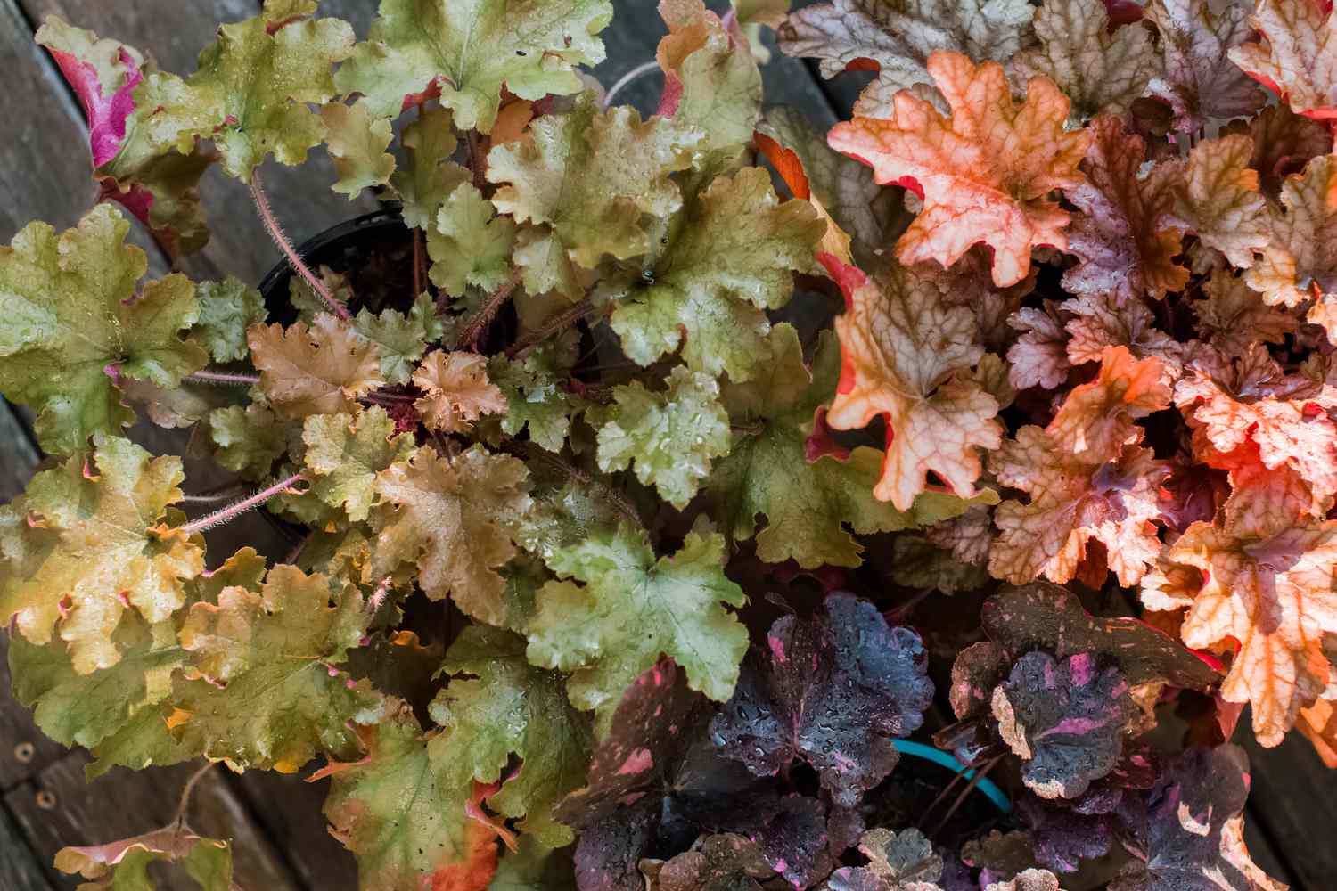 heuchera