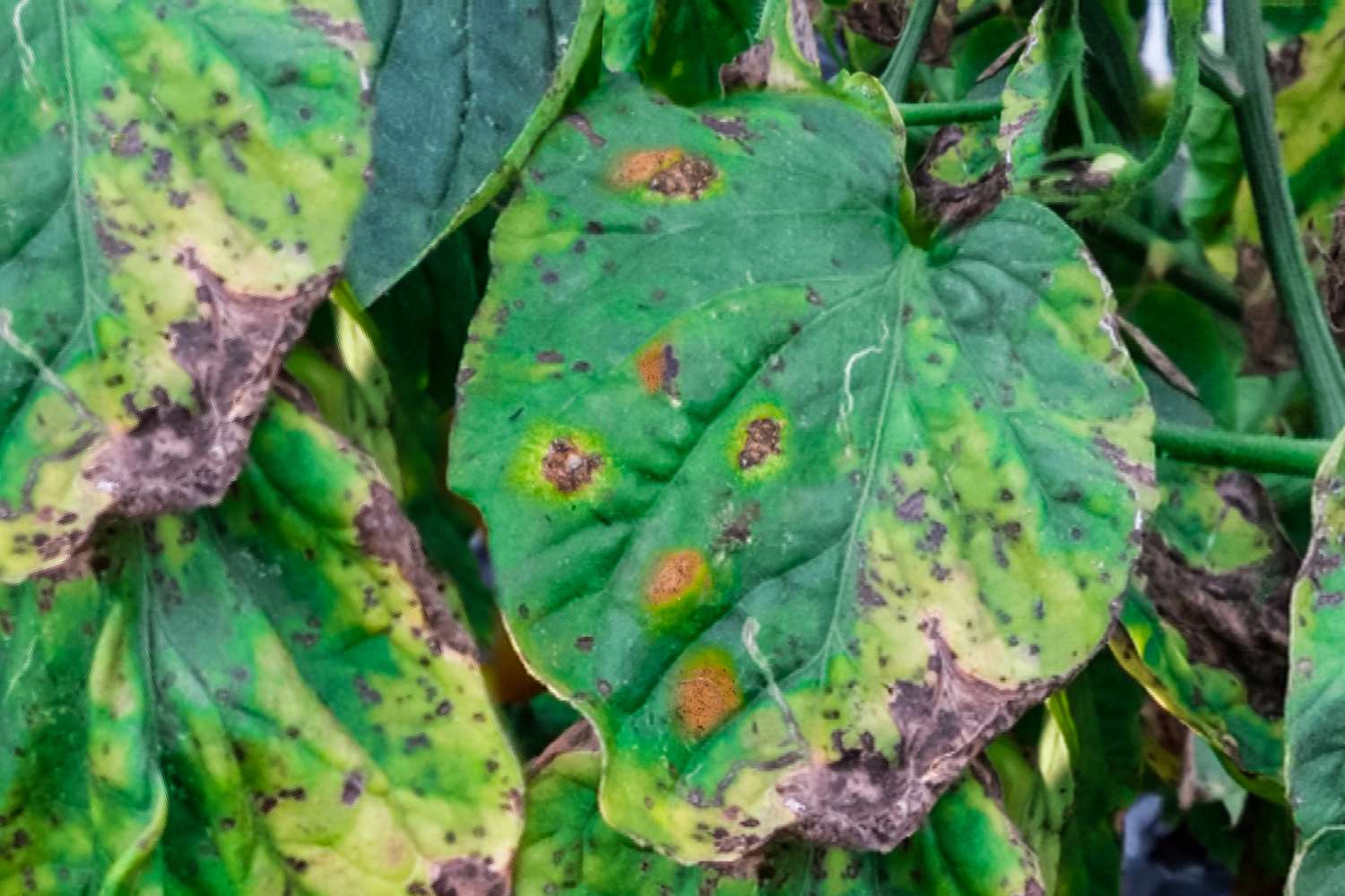 Septoria auf Tomatenpflanzen