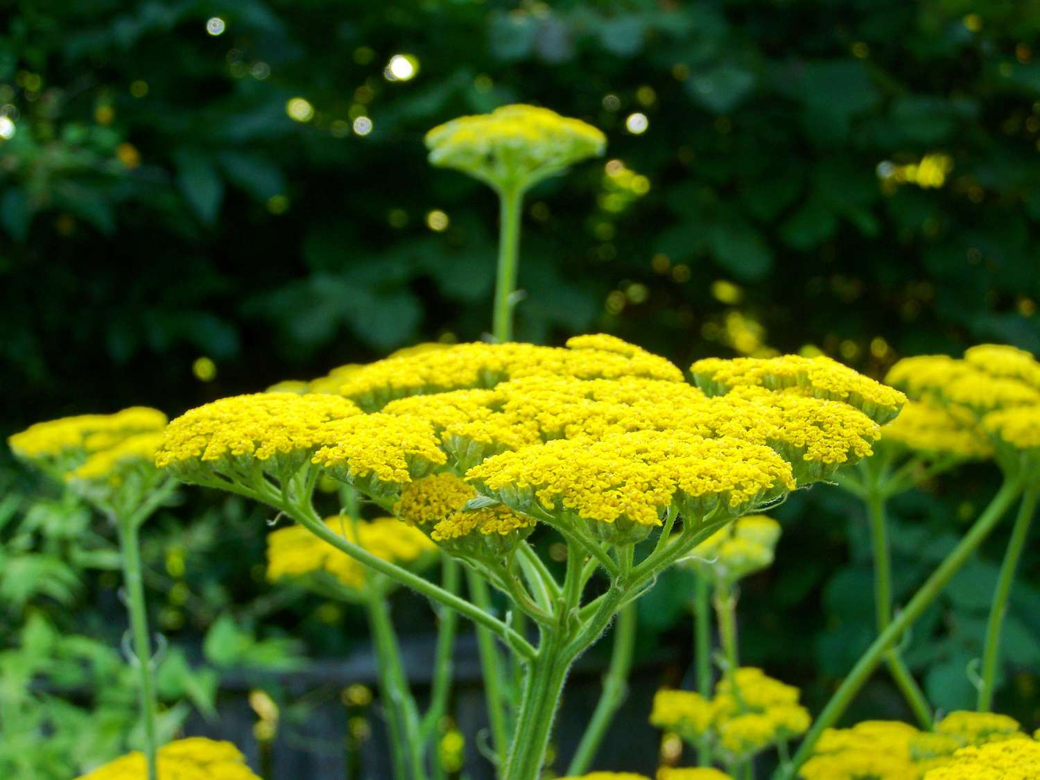 Yellow Yarrow