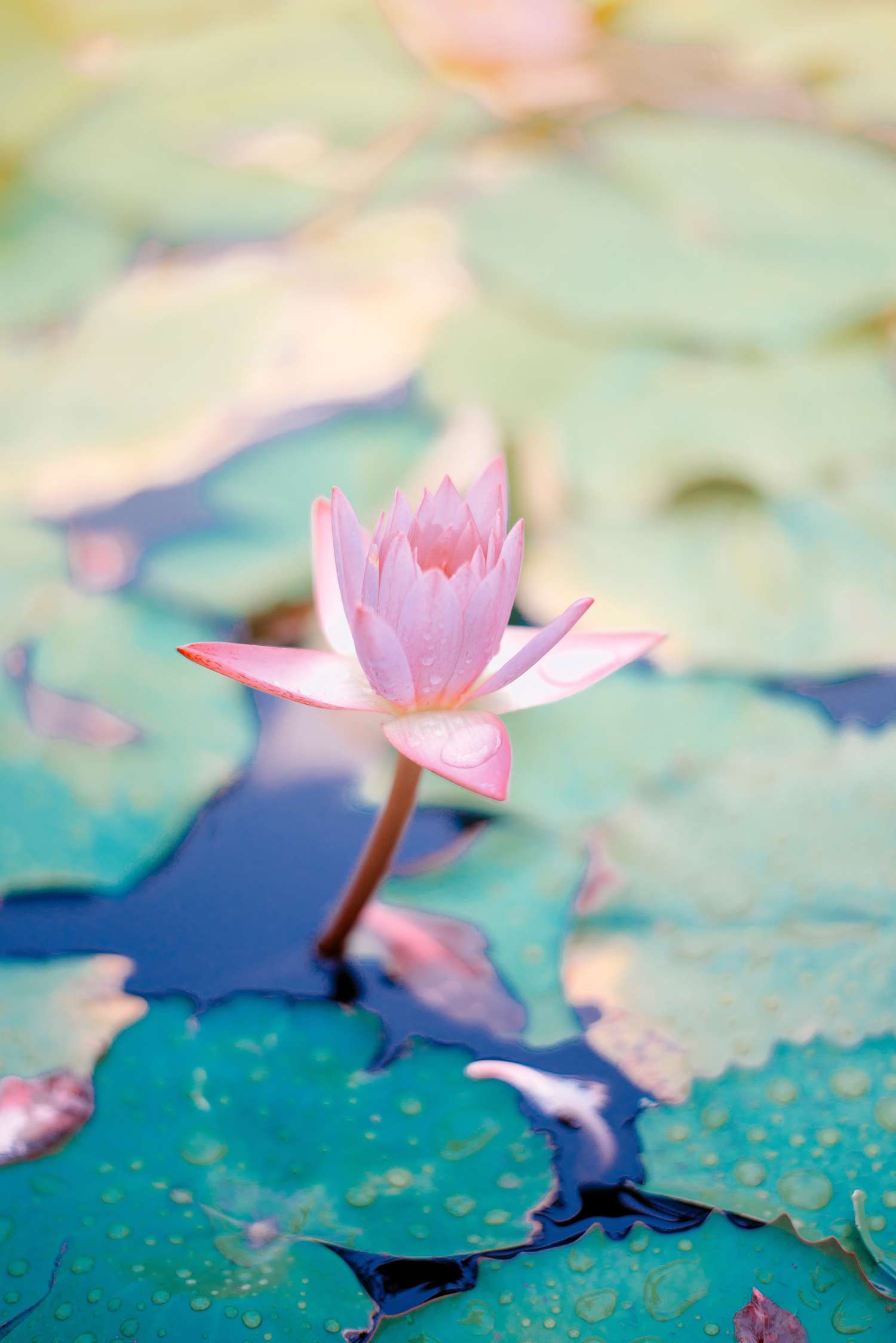 ein blühender Lotus