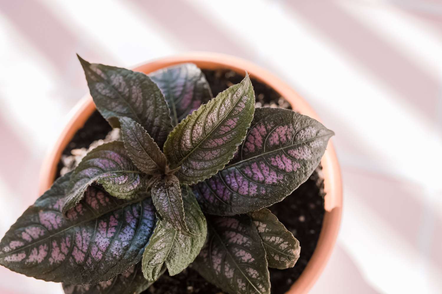 Plante bouclier de Perse avec feuilles rayées vert foncé et violet clair en pot closeup