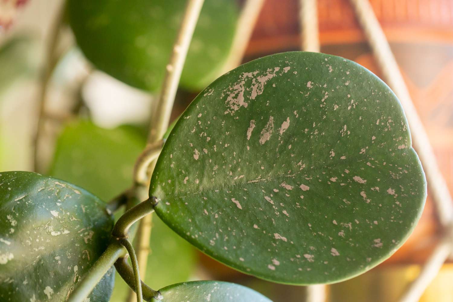 Hoya obovata mit wächsernen und ovalen, silbern gemusterten Blättern in Großaufnahme