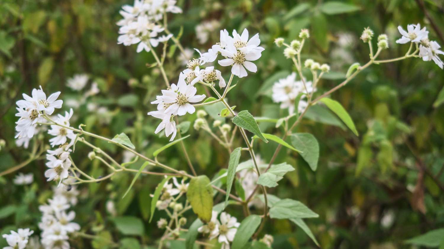 Choisya Mexican Orange Tree flowers 2.