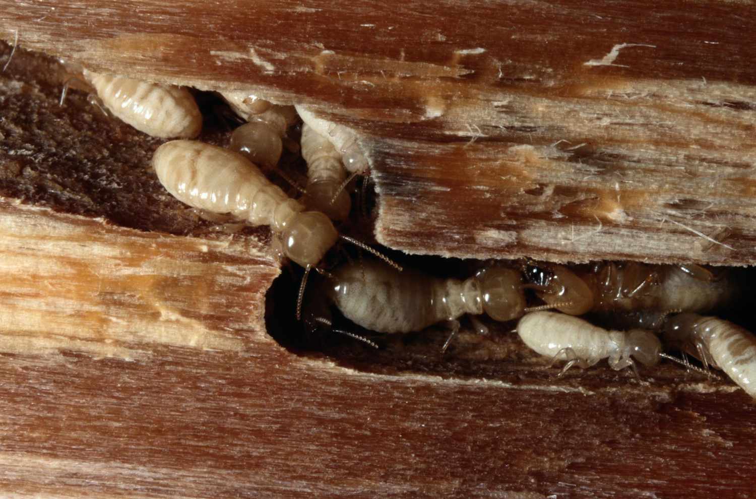 Utilisation de l’huile d’orange pour traiter les termites de bois sec
