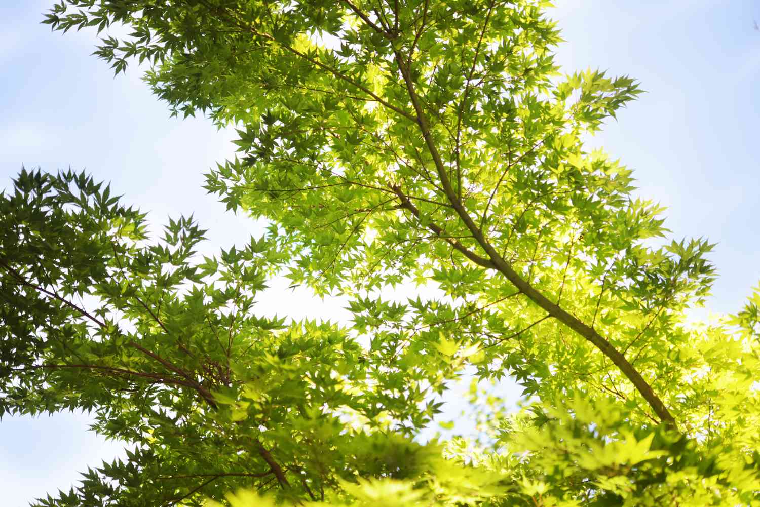 Cómo cultivar el arce de corteza de coral (‘Sango Kaku’ Maple)