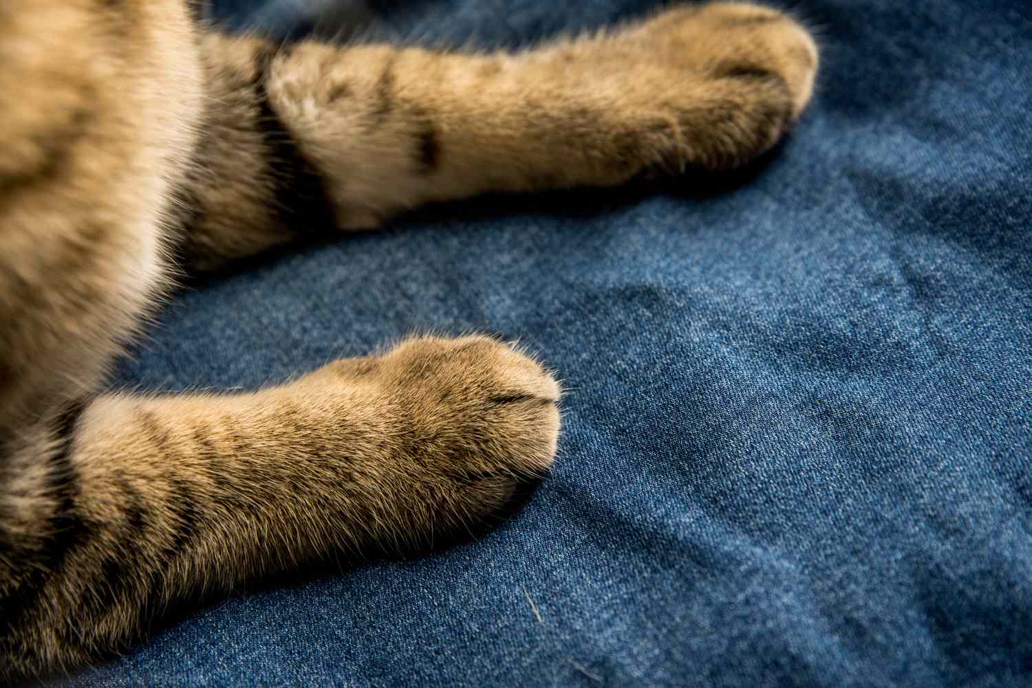 kitty's paws on denim fabric