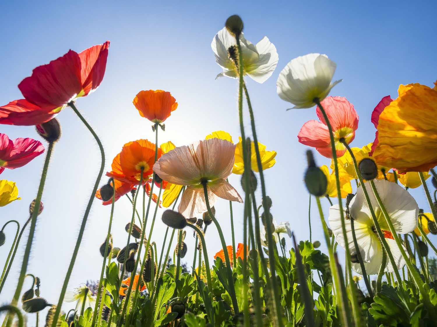 Icelandic poppies in different colors against blue sky