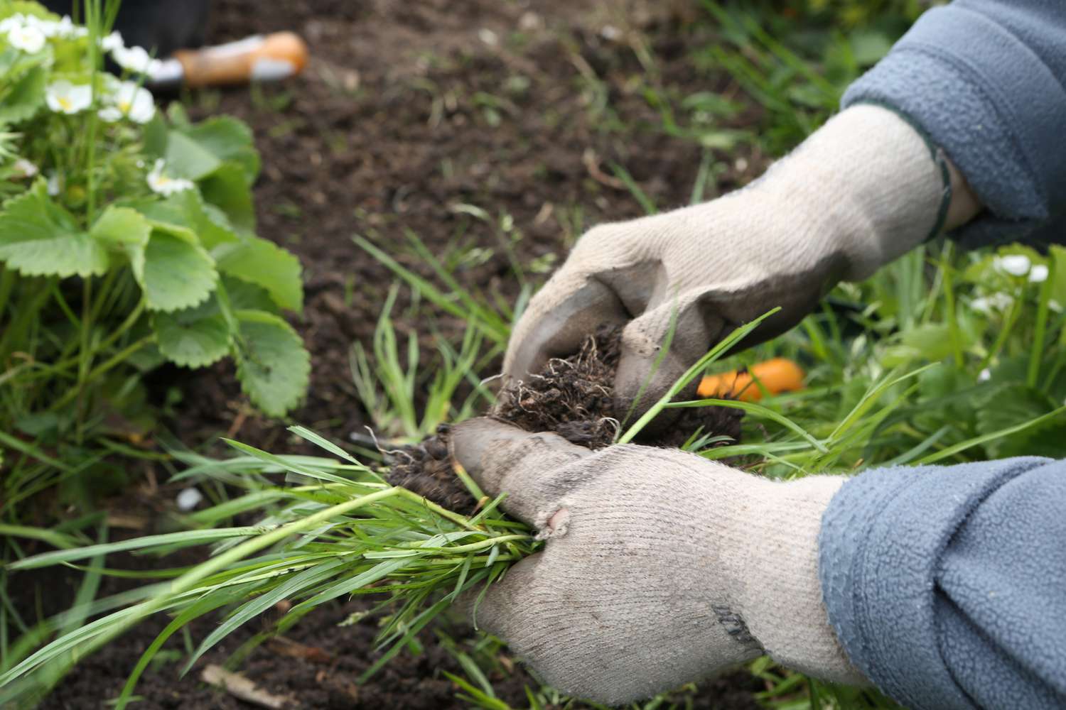 6 Top-Tipps zum Unkrautjäten für Ihren Garten