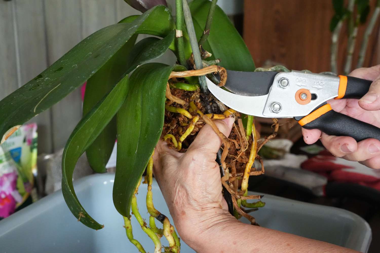 Ungesunde Wurzeln der Orchidee mit einer Schere abgeschnitten