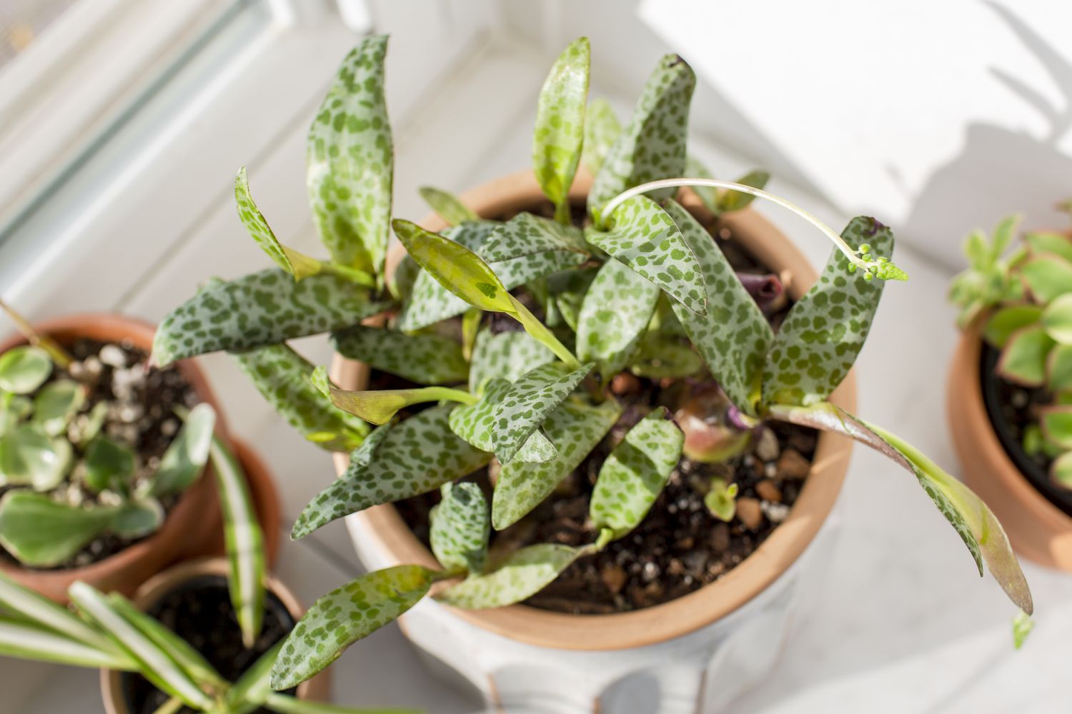 Planta de pena de prata com folhas em forma de lágrima e manchas verdes