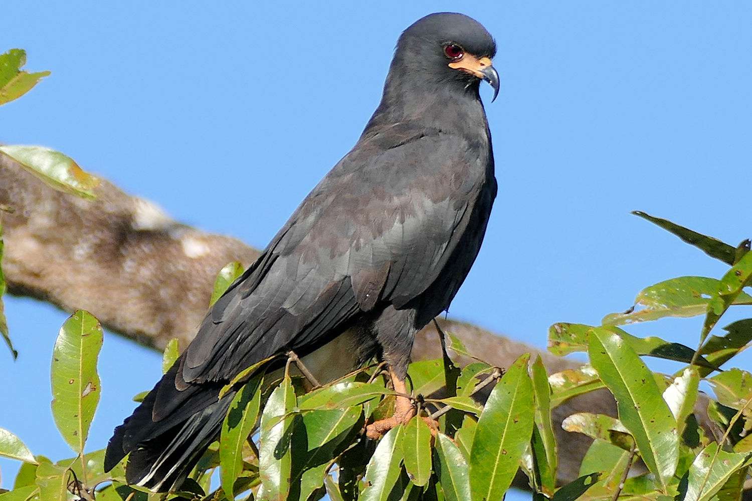 Snail Kite