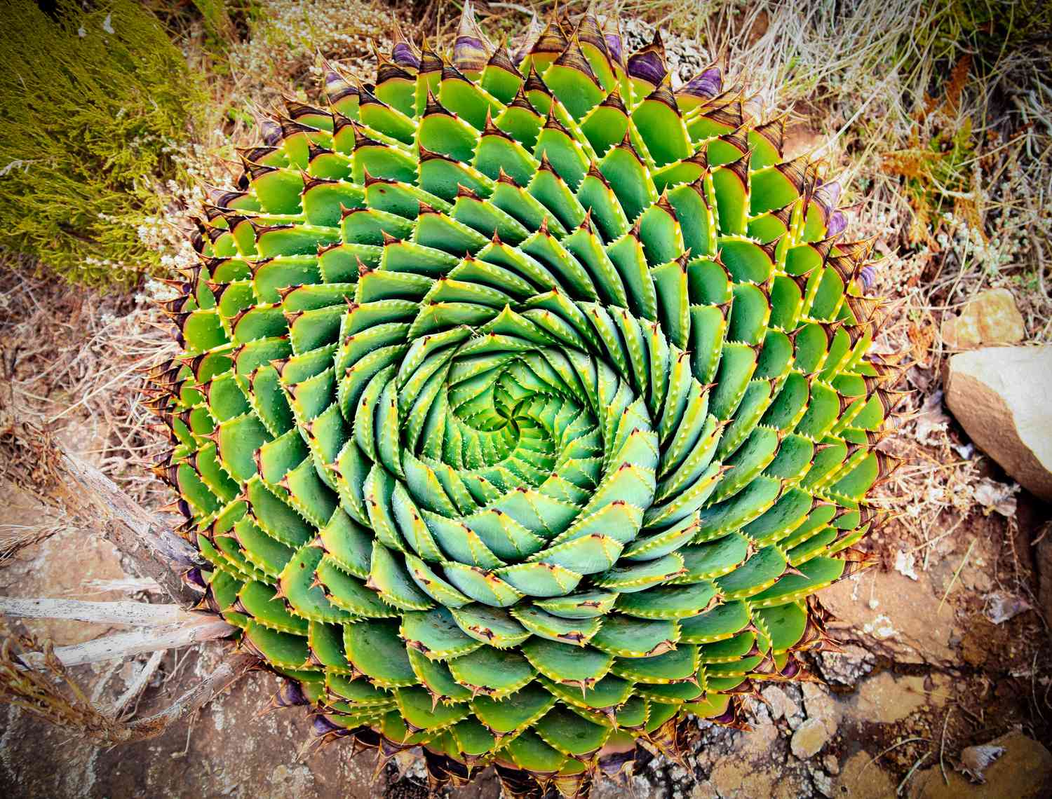 Aloe en espiral