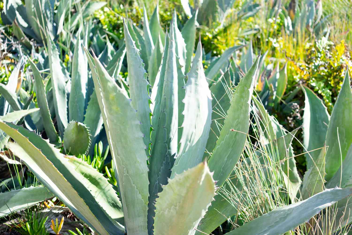 21 Tipos de plantas de Aloe: Identificación y consejos para su cuidado