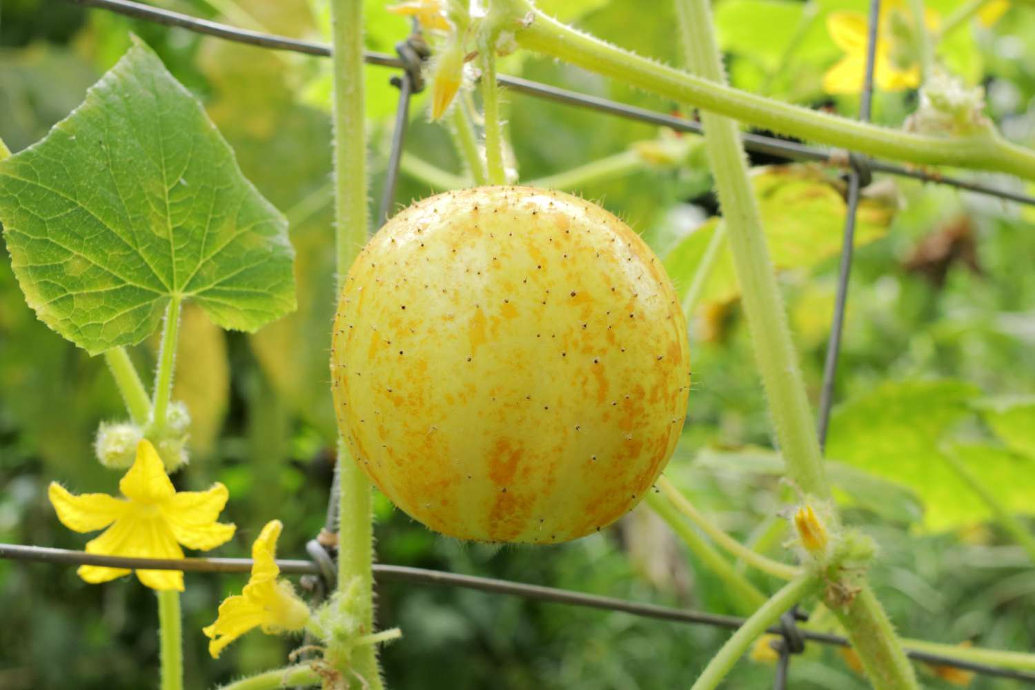 Como cultivar e cuidar de pepinos-limão