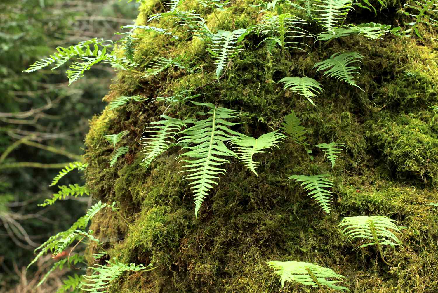 Helecho regaliz y musgo creciendo en el tronco de un árbol