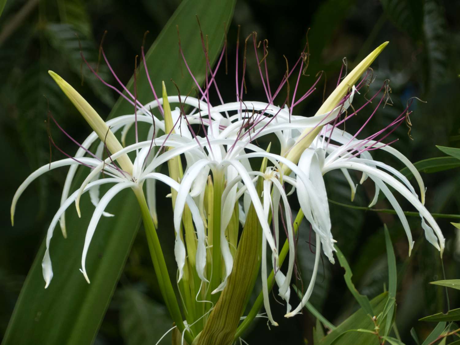 Sumpflilie (Crinum pedunculatum)