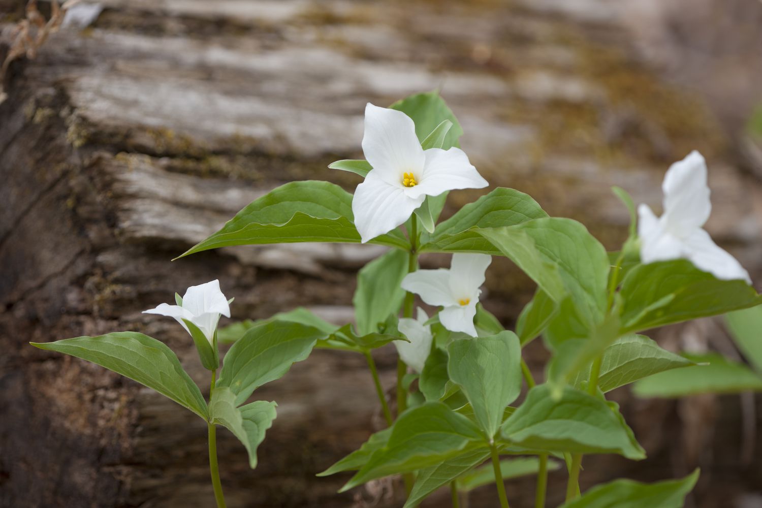 Trillium grandiflorum weiße Blütenblätter