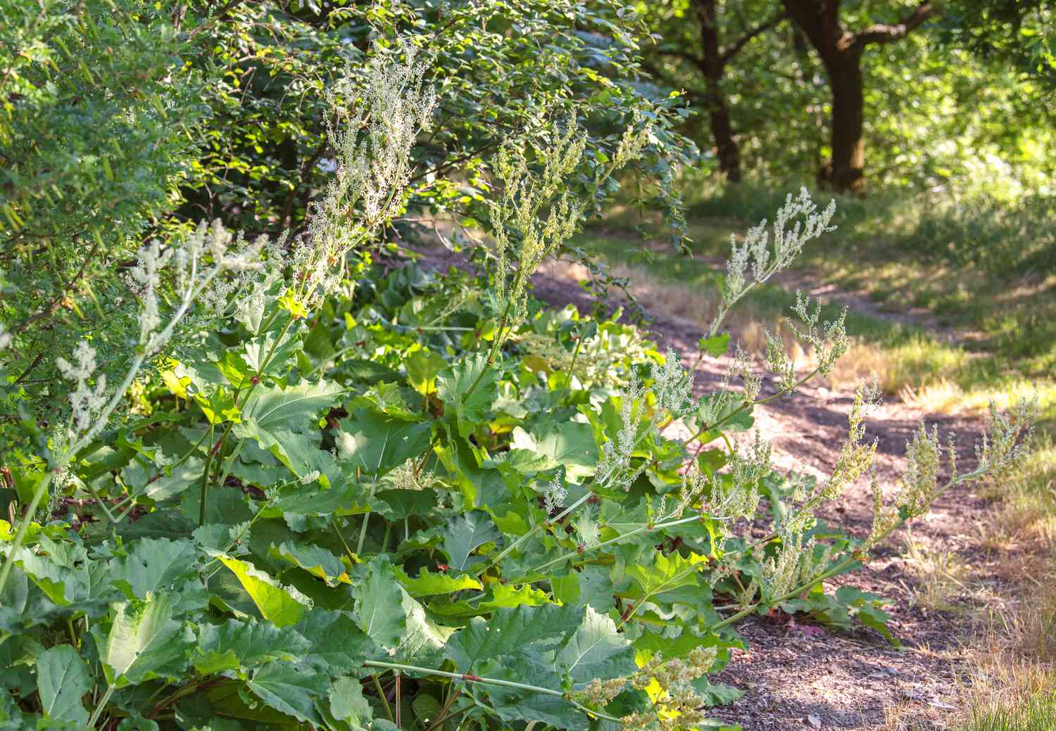 Planta de ruibarbo com folhas grandes e texturizadas na lateral de um caminho de terra