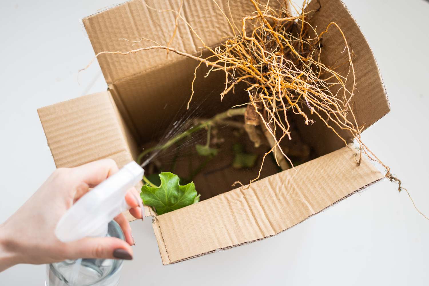 Plantas de geranio a raíz desnuda rociadas con agua en caja de cartón