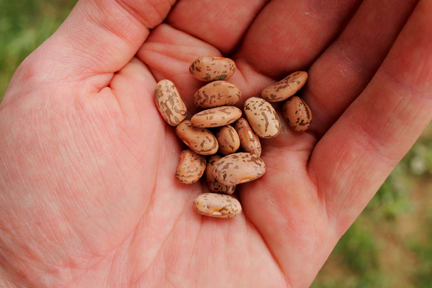 Closeup of bean seeds