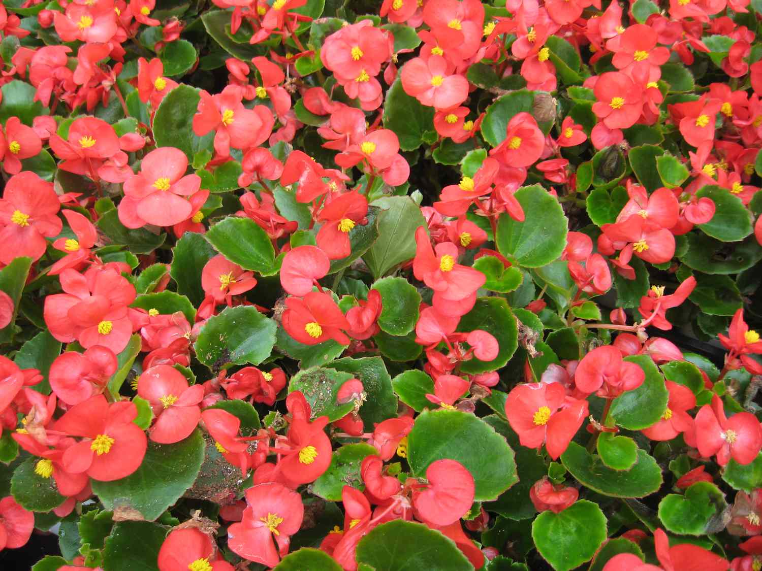 Begonias rosas utilizadas para la ropa de cama.