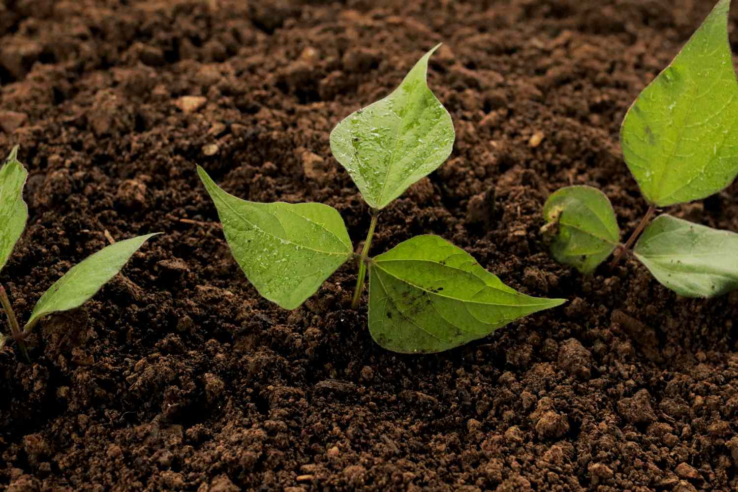 Plantas de feijão começando a brotar