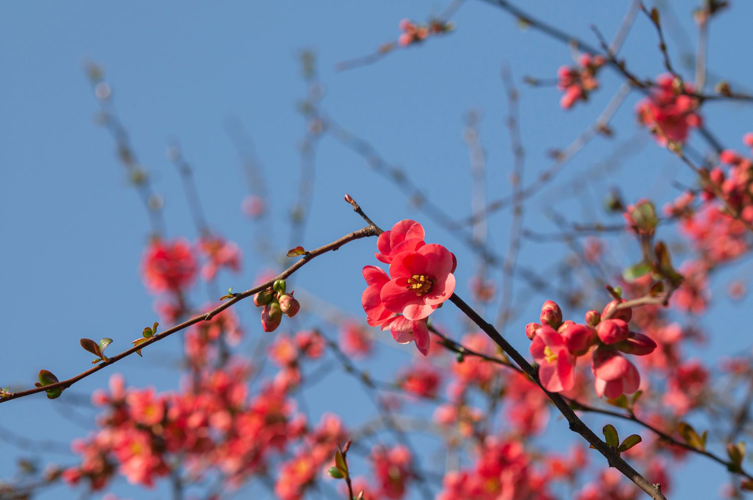 marmelo em flor