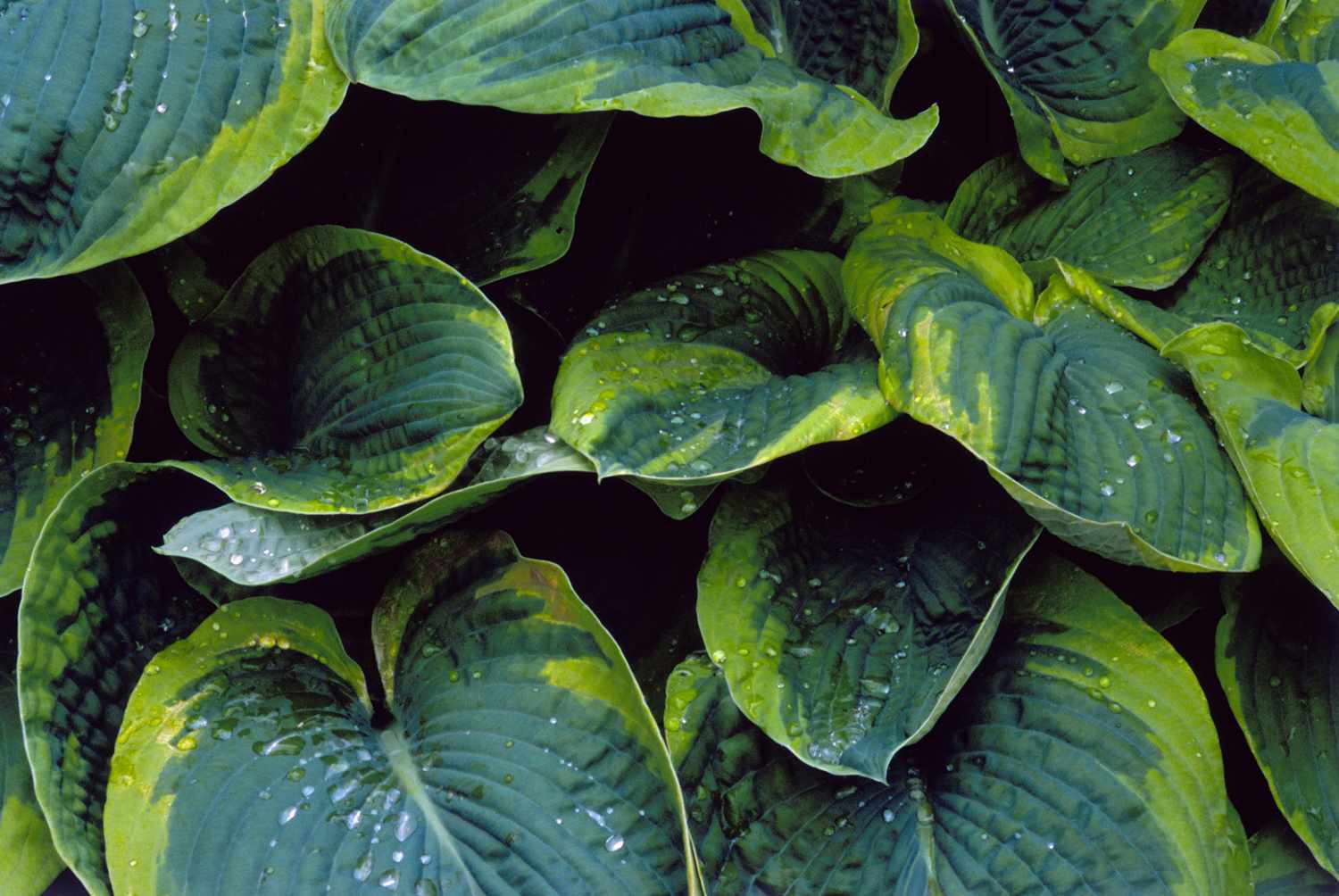 'Frances Williams' hosta mit blaugrünen Blättern mit grünlich-gelben Rändern