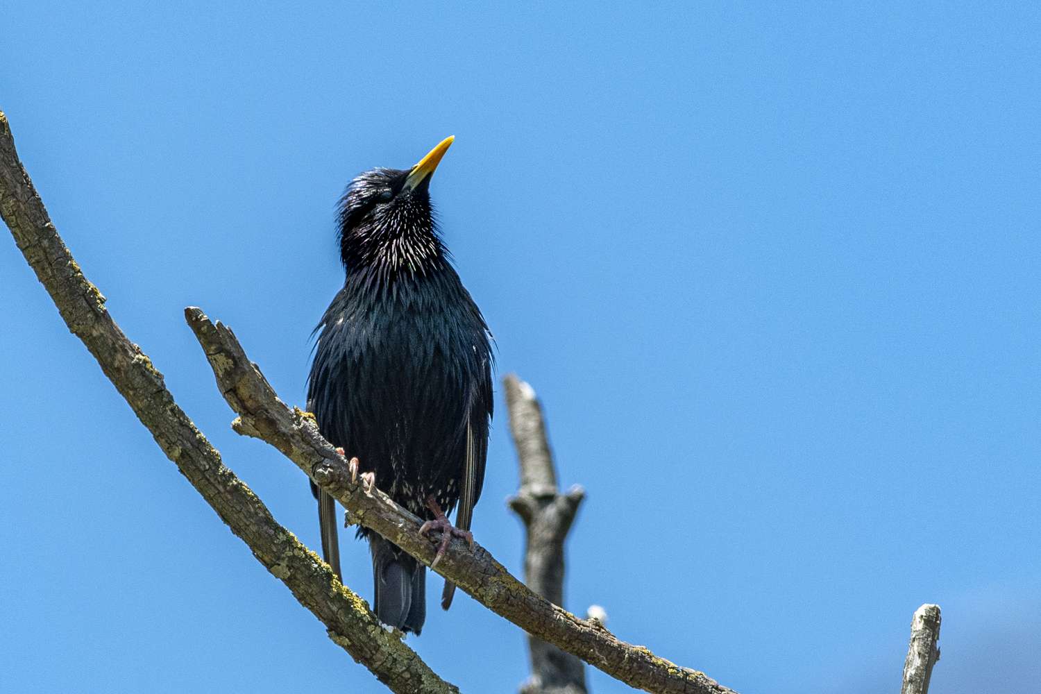 European Starling