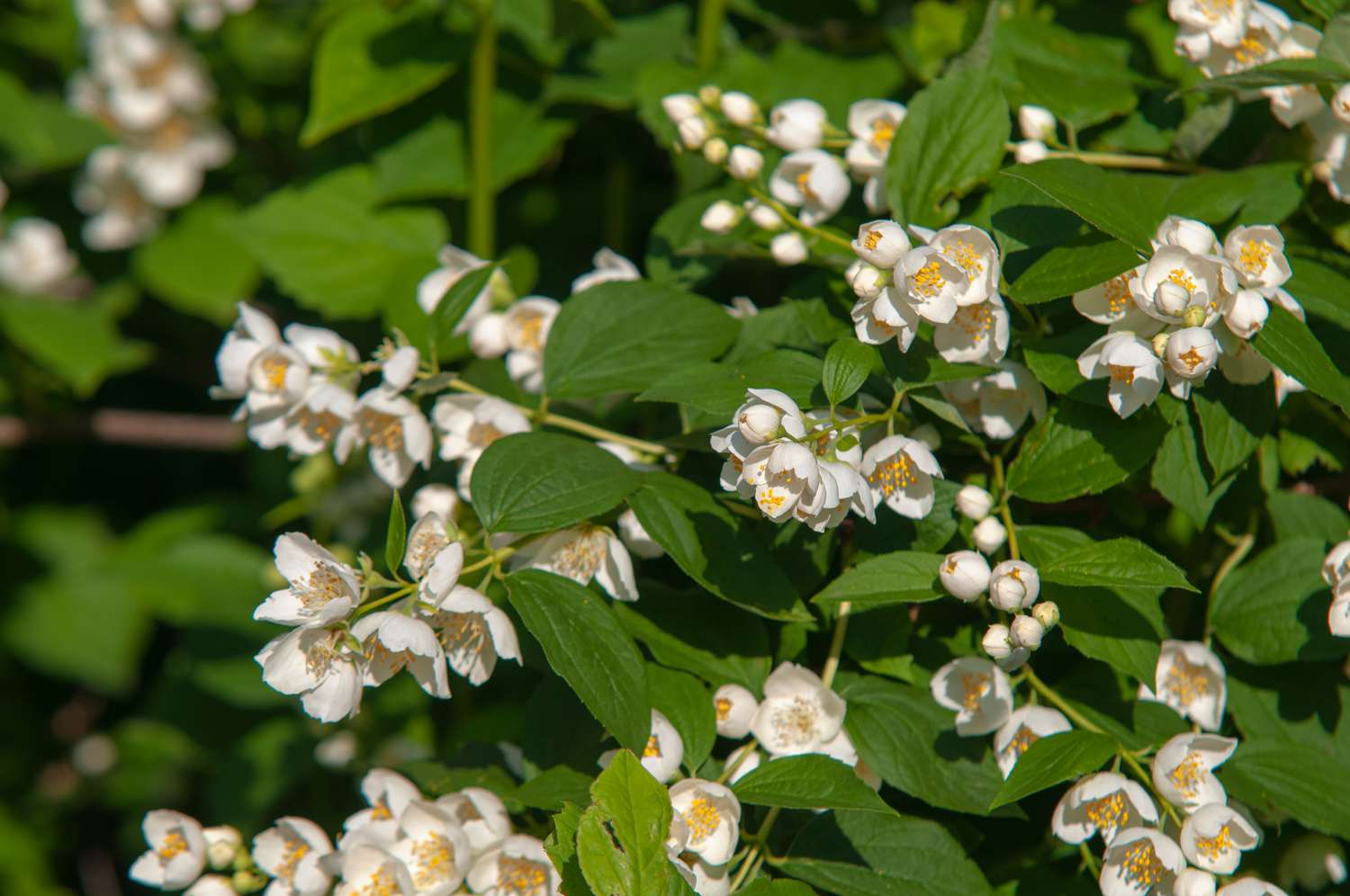 mock orange shrub