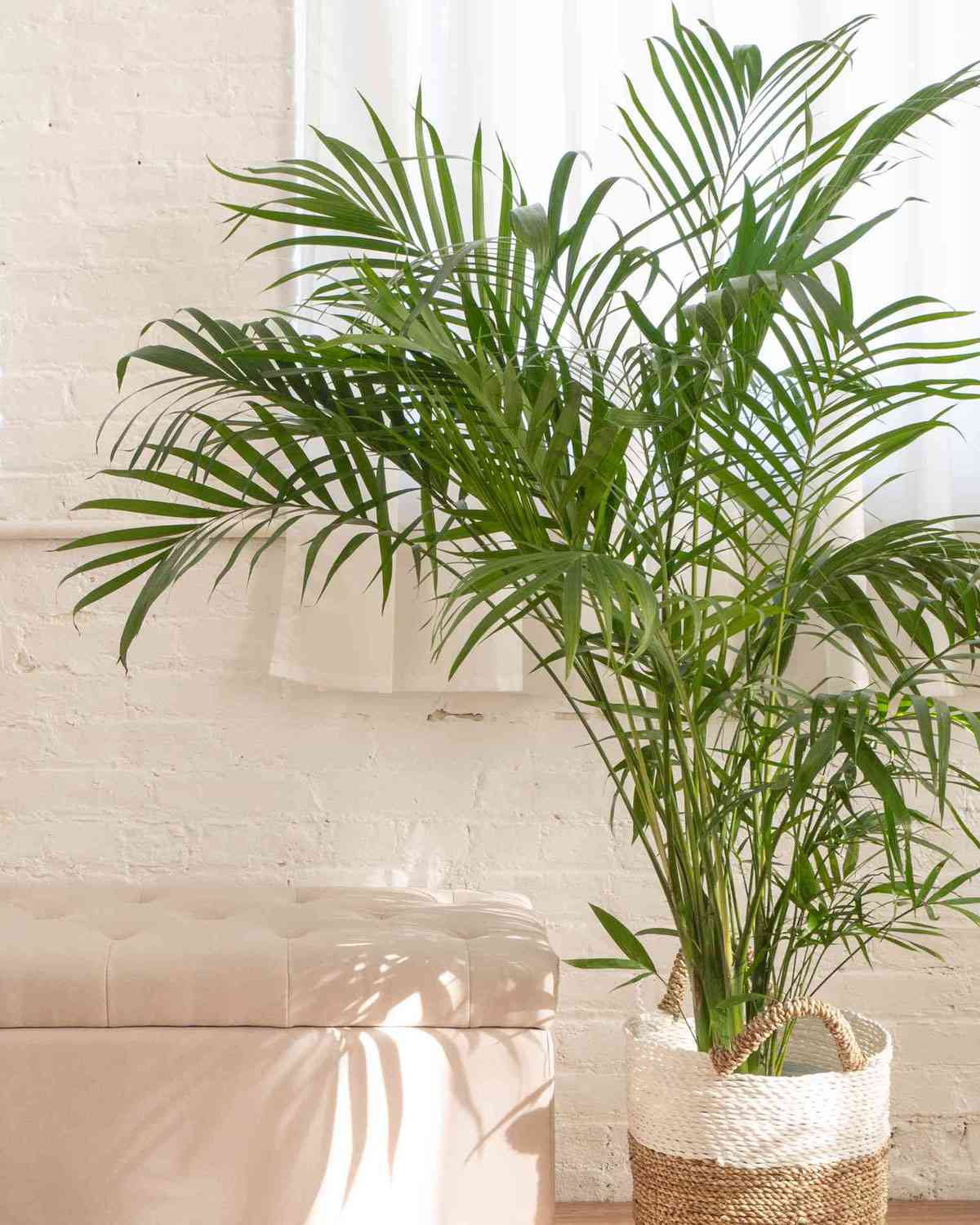 an areca palm growing indoors