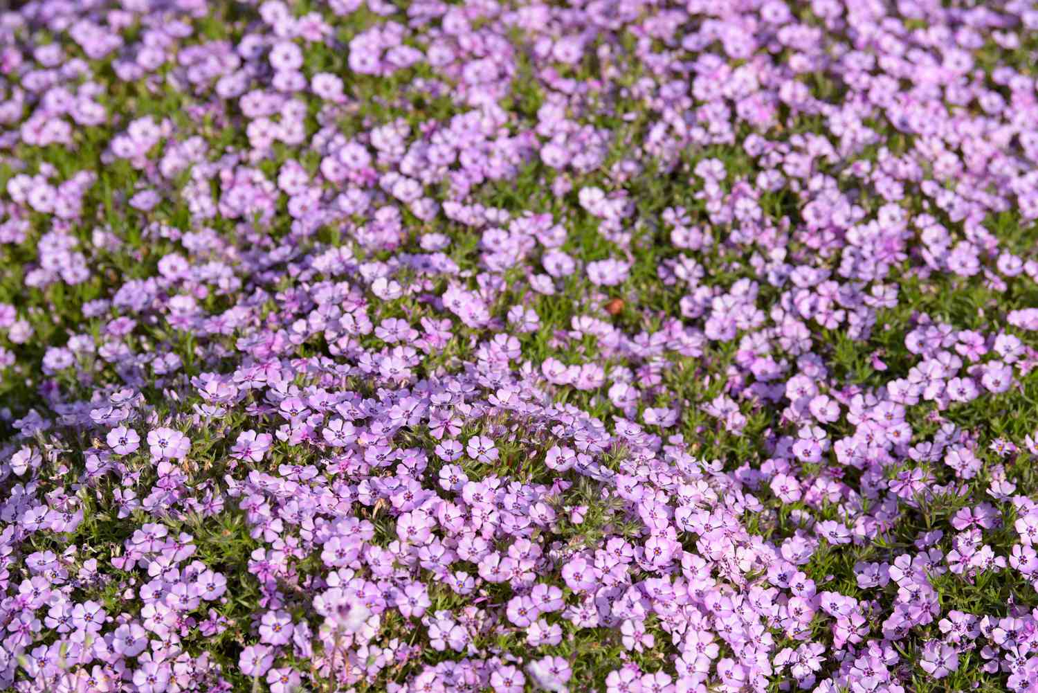 Flox rasteiro com pequenas flores roxas agrupadas como cobertura de solo