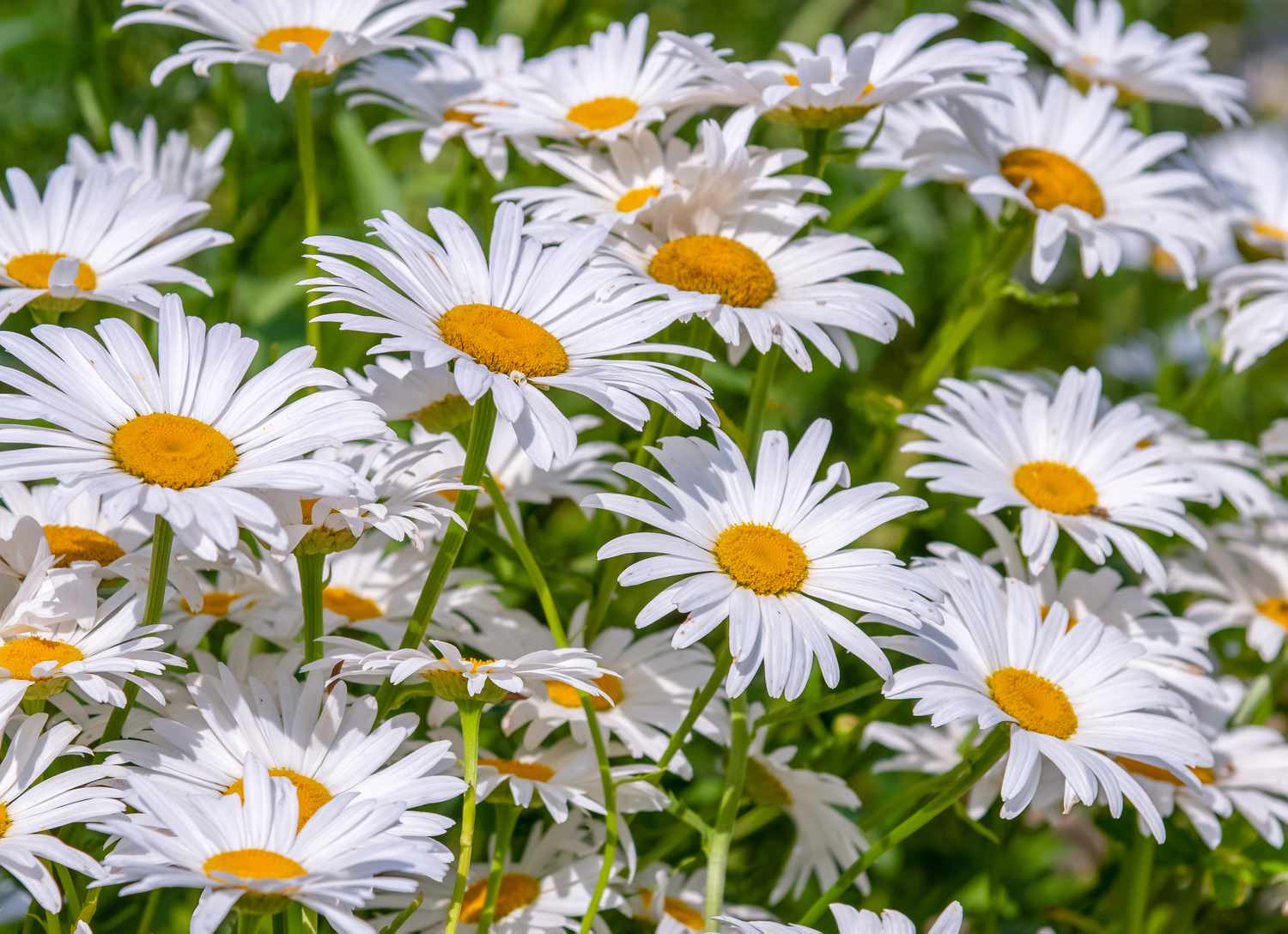 Shasta-Gänseblümchenblüten, die mit weißen, strahlenden Blütenblättern um gelbe Zentren herum angeordnet sind