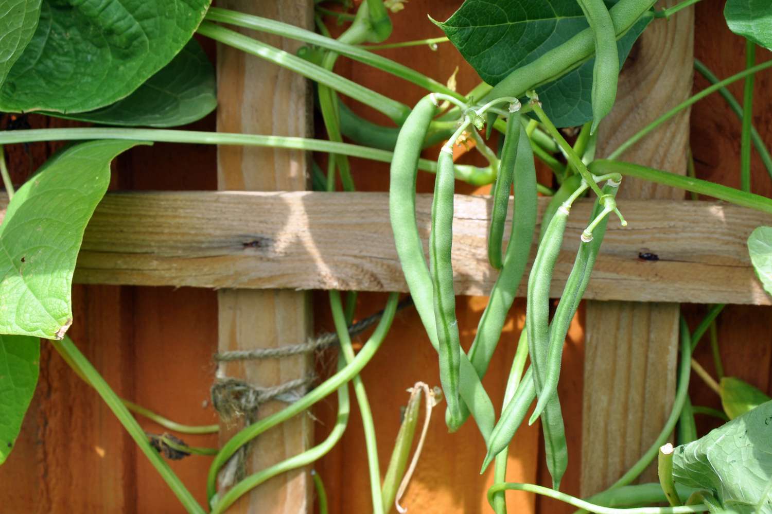 Haricots verts grimpants français (variété Blue Lake) sur un treillis en bois