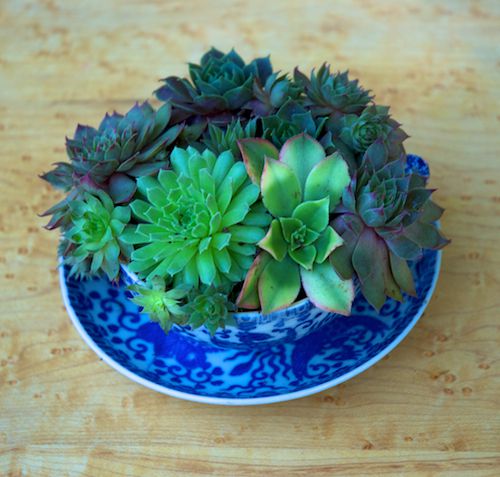 container gardening picture of succulent plants in a tea cup